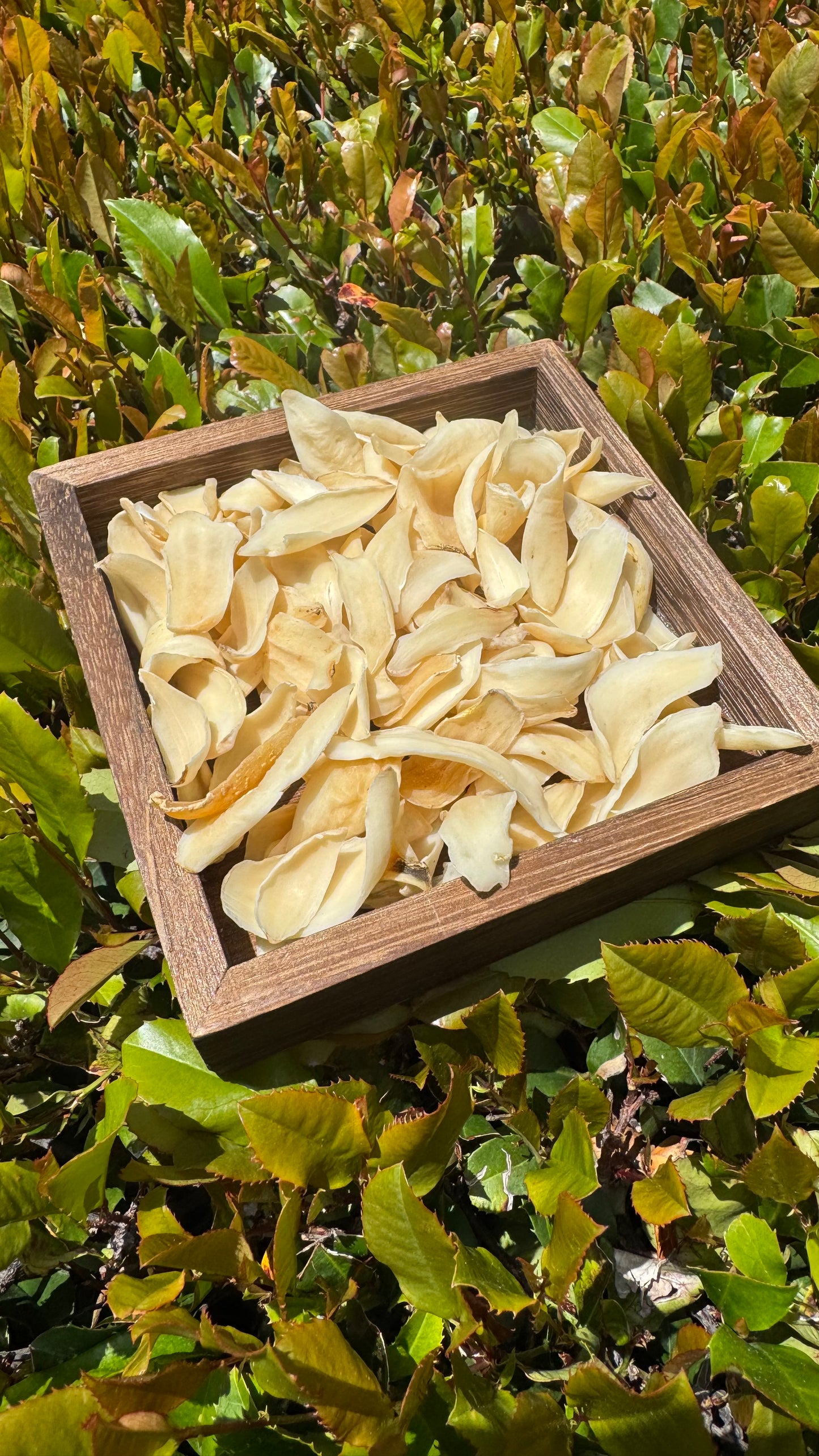 百合 - Season eSHOP