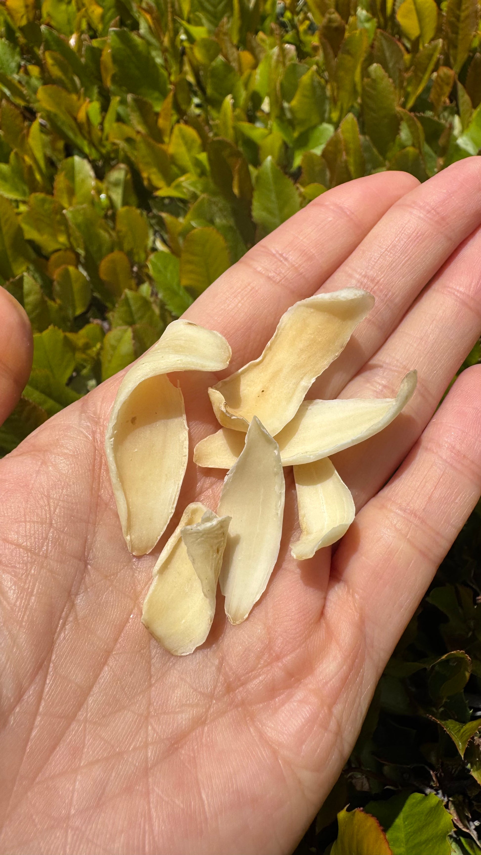 百合 - Season eSHOP