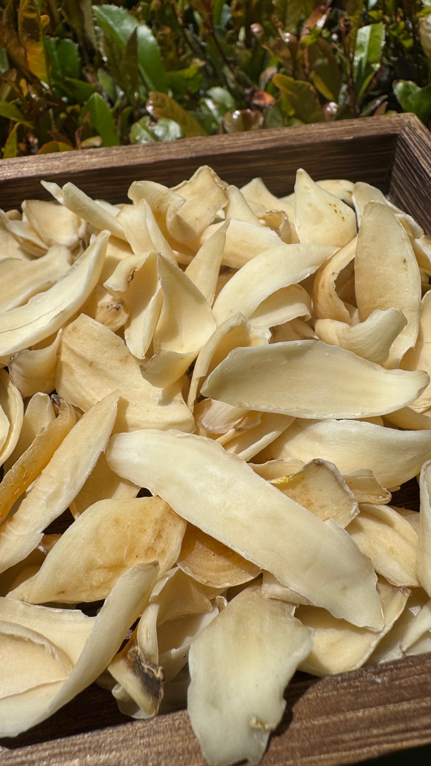 百合 - Season eSHOP